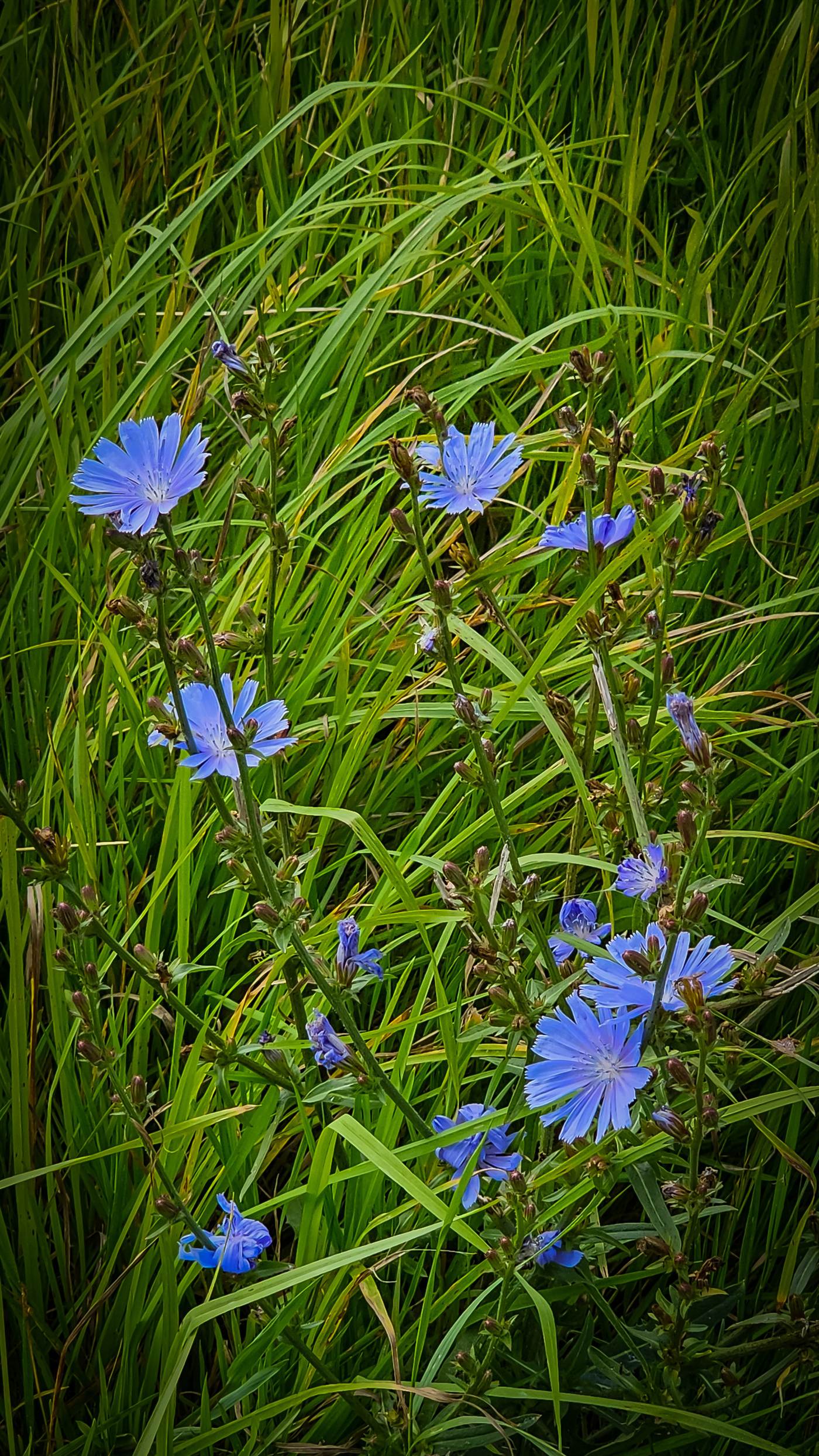 Flores silvestres y pasto iluminado por el sol