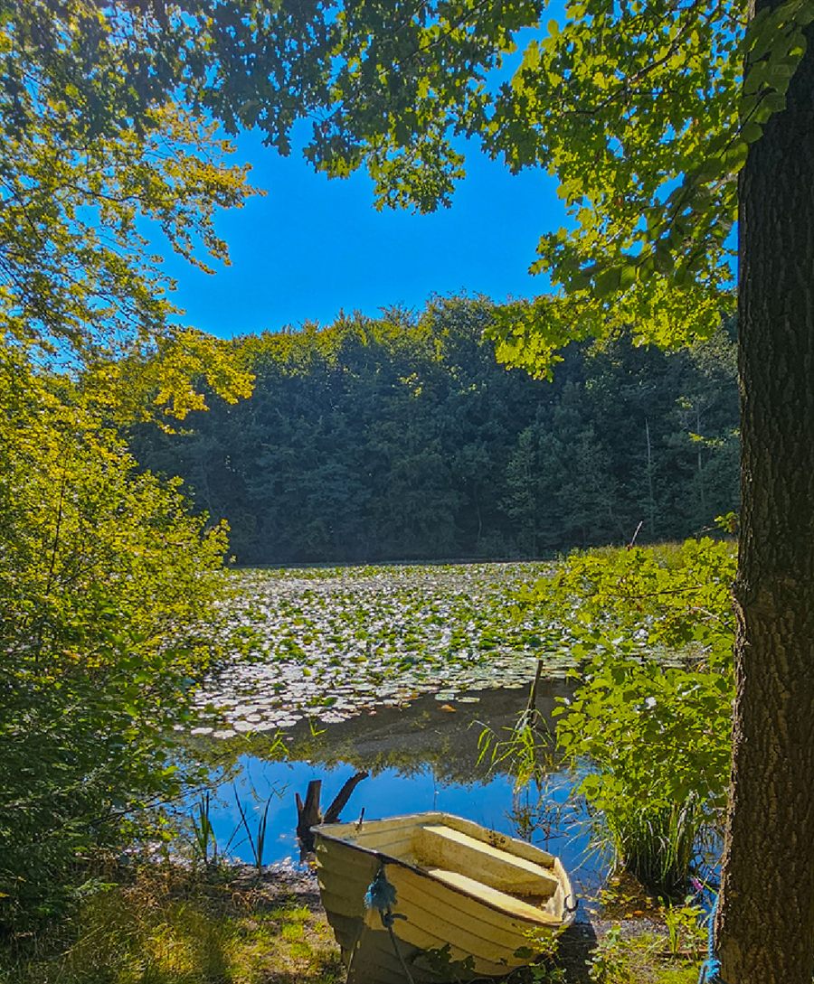 Bote de madera junto a un lago rodeado de bosque